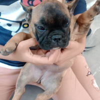 Cucciola Rosso fulvo di tre mesi