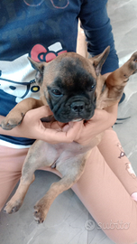 Cucciola Rosso fulvo di tre mesi