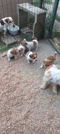 Jack Russel Terrier linea australia