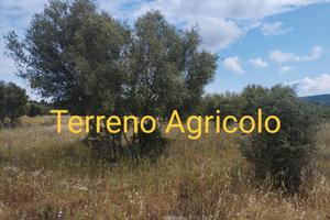 Terreno Agricolo