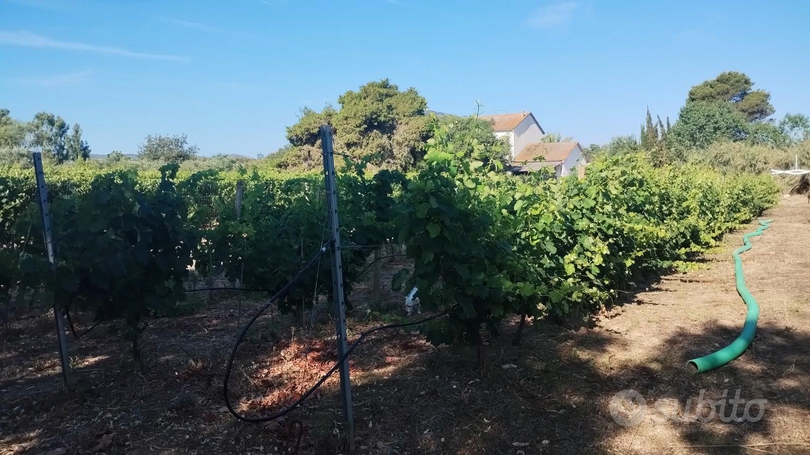 Terreno agricolo con rustico - Vista 5