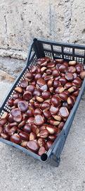 Castagne bouche 
