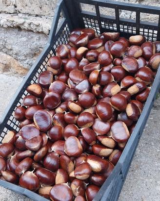 Castagne bouche 