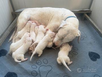 Cuccioli dogo argentino