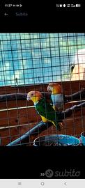 Coppia caicco 2014 2016