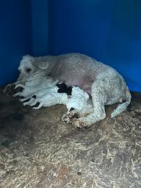 Cuccioli di lagotto romagnolo