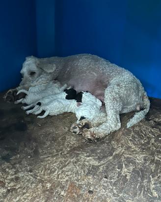 Cuccioli di lagotto romagnolo
