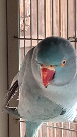 Pappagallo parrocchetto dal collare femmina