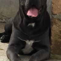 Cane corso con pedigree x monta