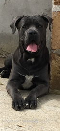 Cane corso con pedigree x monta
