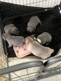 Bulldog francese blu cuccioli