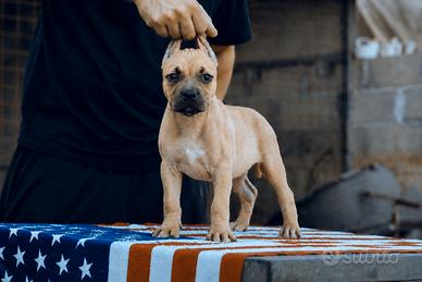 Pitbull UKC femmina