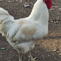 Galline ovaiole e collo nudo