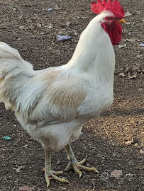 Galline ovaiole e collo nudo