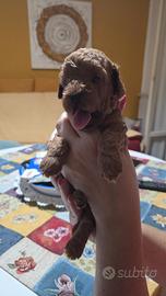 Cuccioli barboncino toy