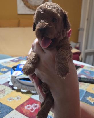 Cuccioli barboncino toy