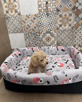 Maltipoo cucciolo