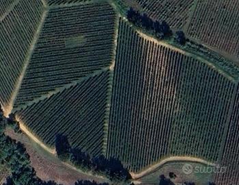 Vigneto a Casteggio