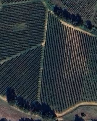 Vigneto a Casteggio