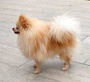 Pomerania con pedigree ENCI