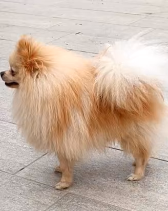 Pomerania con pedigree ENCI