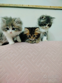 Gattini