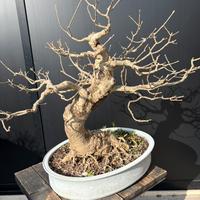 Bonsai frassino