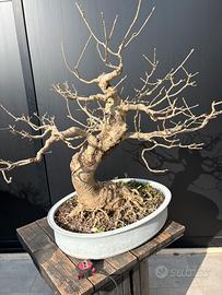 Bonsai frassino