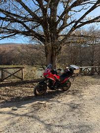 Morini x cape 650 gold