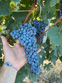 uve nebbiolo