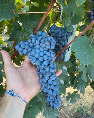 uve nebbiolo
