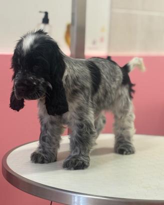 Cocker spaniel