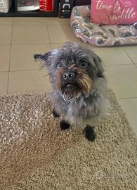 Dono cane per allergia