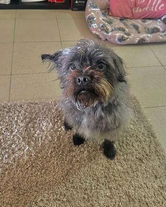 Dono cane per allergia