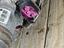 Immagine 13