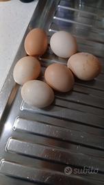 uova fresche 