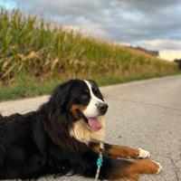 Bovaro del bernese maschio per monta