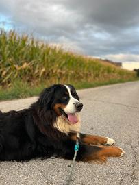 Bovaro del bernese maschio per monta