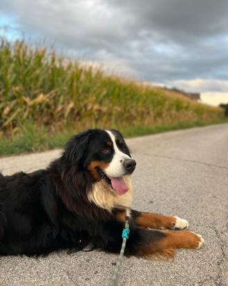 Bovaro del bernese maschio per monta