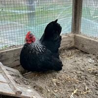 Gallinelle Chabo Nagasaki