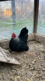 Gallinelle Chabo Nagasaki