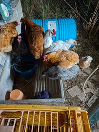 Galline ovaiole