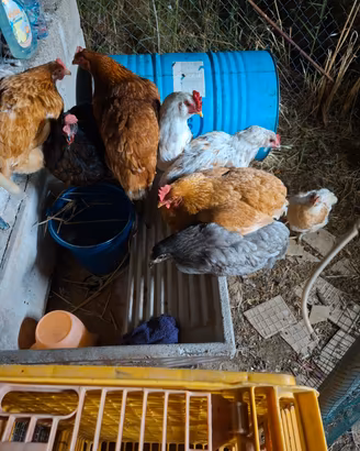 Galline ovaiole