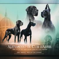 Alani cuccioli neri e blu