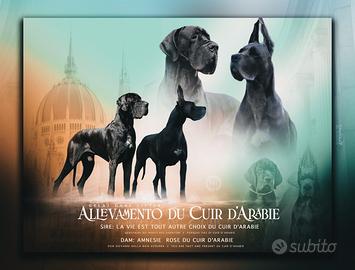 Alani cuccioli neri e blu