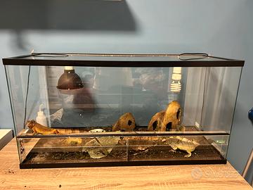 Teca con 2 iguane (maschio e femmina)con accessori