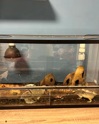 Teca con 2 iguane (maschio e femmina)con accessori