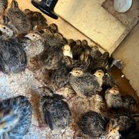 Quaglie Jambo e cinesi