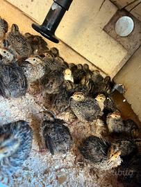 Quaglie Jambo e cinesi