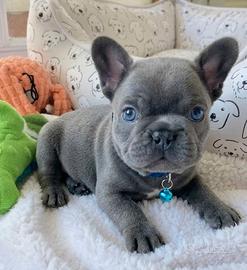 BULLDOG FRANCESE - BOULEDOGUE cuccioli blu